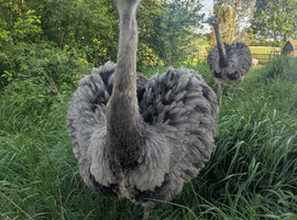 Greater Rhea Hatching Eggs