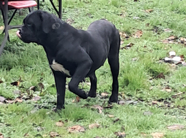 Straw Cane Corso Pups