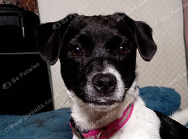 7 month old patter Jack female