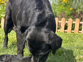Beautiful Labrador Puppies for Sale