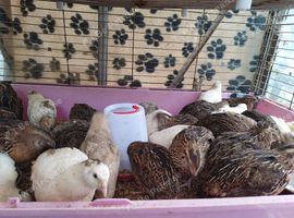 Japanese quail