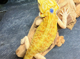 STUNNING Super Citrus USA Bloodline (YELLOW!)