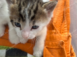 3 male kittens for sale