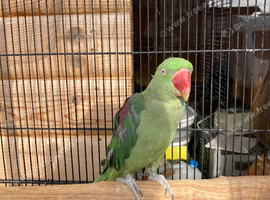 Alexandrine Parakeet - 2 years old