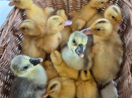 Miniature Silver Appleyard Duckling