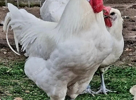 La Bresse de Gallouise - Hatching Eggs only