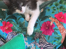 Little Tuxedo Cat