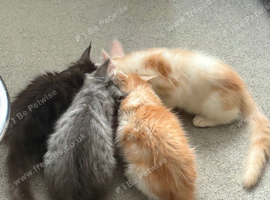 3 beautiful registered Maine coon boys