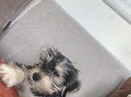Rehome Billy Bob