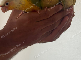 Silly Tamed Pineapple Conures/Moon cheeks (Silly tamed)