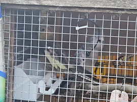 Breeding pair of cockateils