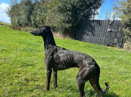 Whippet pups