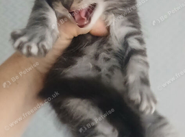 Maine coons