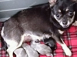 Chihuahua puppies