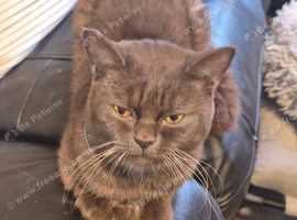 STUNNING CHOCOLATE BRITISH SHORTHAIR - &pound;700