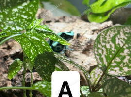 Poison dart frogs & whites tree frog
