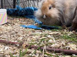 8 week old mini lion lop bunnies for sale