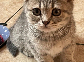 Grey stripe British shorthair kitten