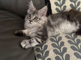 One female pure Maine Coon for sale