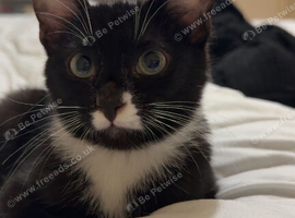 6 month old boy looking for forever home