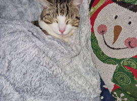 Tabby male cat