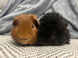 Beautiful baby boys