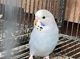 Baby budgies for sale