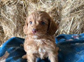 Red cockapoo puppies