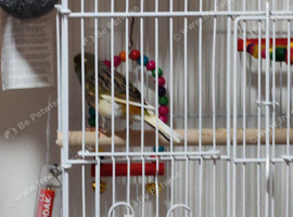 Singing canary