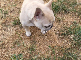 Mini French bulldogs for sale