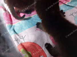 8week  boy black kitten