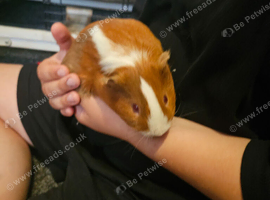 2 males with hutches and accessories
