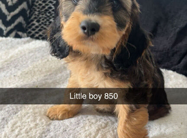 Cocker poo puppies