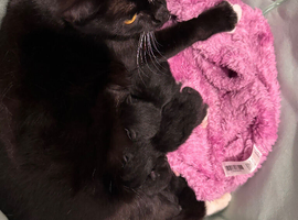 2x Female Mixed Breed Kittens