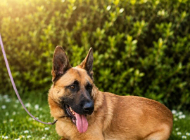 German shepherd dog