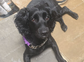 Cooker spaniel