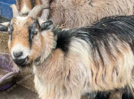 2 Pygmy goats