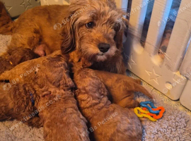Gorgeous red F1B Cavapoo puppies