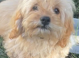 Beautiful cavapoo f1b pups ready to leave