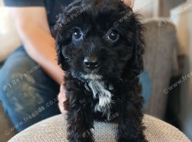 Cavapoo puppies **ready now**