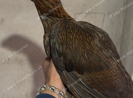 Pure mianwali hen for sale