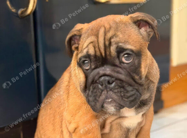 Last boy  British bulldogs