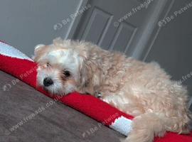 Maltese