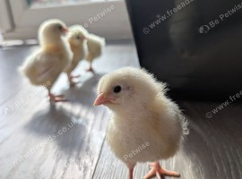 Chicks