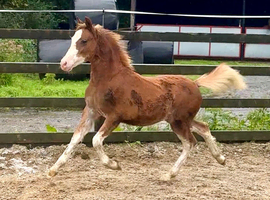 ️Flashy Welsh A Colt Foal ️
