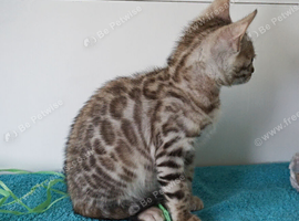 Superb Bengal Rosette Girl Kitten