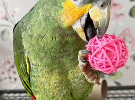 All types of Parrots available