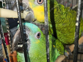 Handtame Baby Amazon Parrots