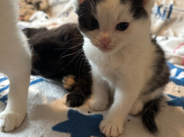 One female one male kitten for sale &pound;250 each