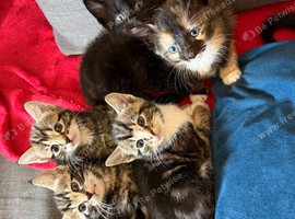 Kittens for sale